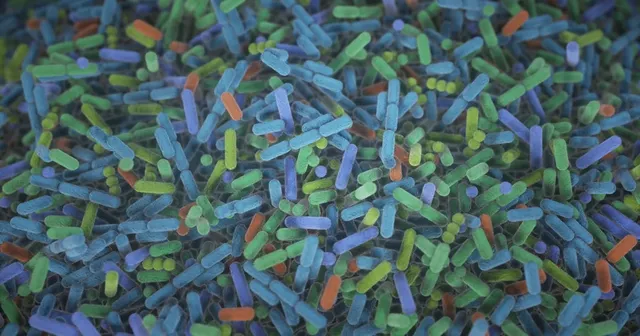 Bacteria of the gut microbiome.